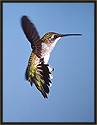 Ruby-throated Hummingbird IV